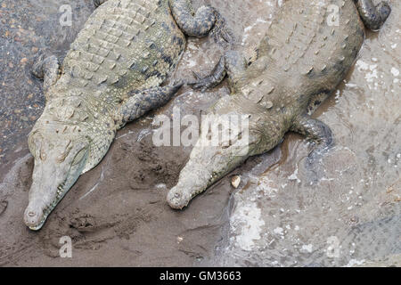 Amerikanische Krokodile (Crocodylus Acutus), auf dem Tarcoles Fluss, Costa Rica, Mittelamerika Stockfoto