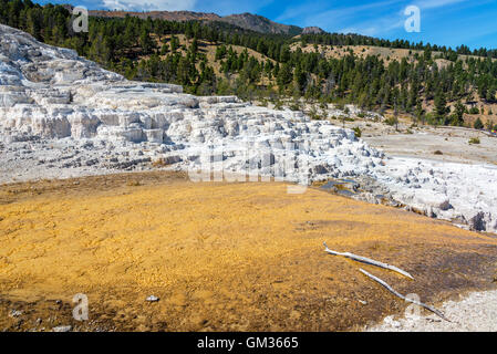 Terrassen in Mammoth Hot Springs im Yellowstone-Nationalpark Stockfoto