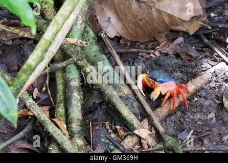 Gecarcinus Quadratus, bekannt als rote Landkrabben, Whitespot Krabbe, Halloween Krabbe, Mond-Krabbe, mundloses Krabbe oder Harlekin Landkrabben Stockfoto