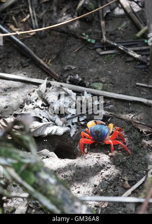 Gecarcinus Quadratus, bekannt als Whitespot Krabbe, roten Landkrabben, Mond, Halloween Krabbe Krabbe, Parque Carara Nationalpark, Costa Rica Stockfoto