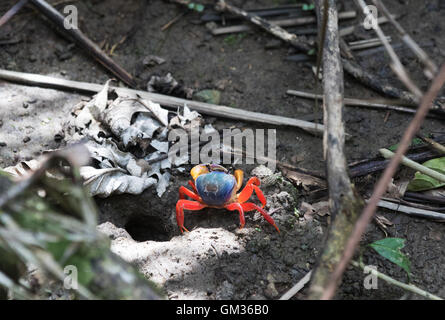 Gecarcinus Quadratus, bekannt als Whitespot Krabbe, roten Landkrabben, Mond, Halloween Krabbe Krabbe, Parque Carara Nationalpark, Costa Rica Stockfoto