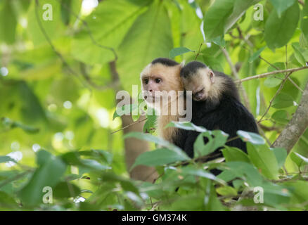 Mutter Kapuziner Affen (Cebus) mit Baby in Costa Rica Stockfotografie ...