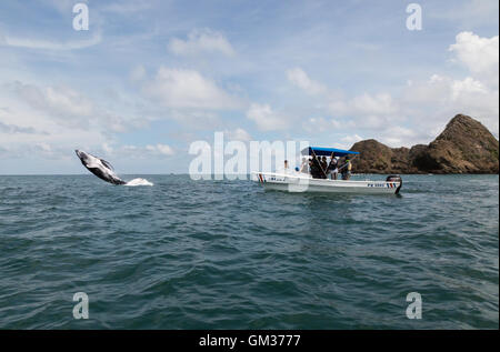 Touristen-Walbeobachtung in Marino Ballena Nationalpark, Uvita, Costa Rica, Mittelamerika Stockfoto