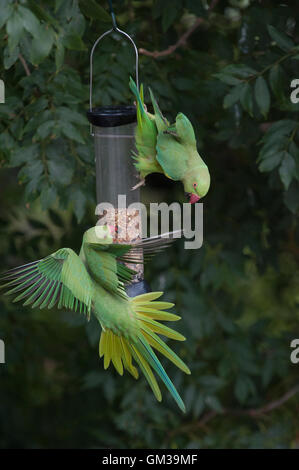 Ring-necked Sittiche, (geflohen waren), auf Garten Futterhäuschen, London, Vereinigtes Königreich Stockfoto