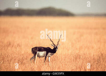 männlichen indischen Blackbuck (magische Cervicapra), Velavadar Nationalpark, Gujerat, Indien Stockfoto