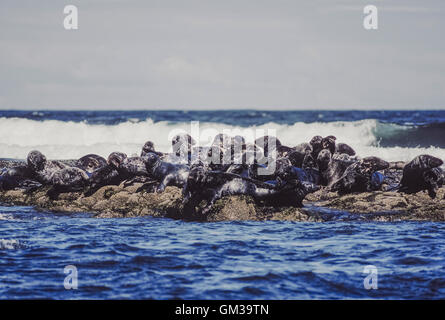 Grau-Dichtung, Halichoerus Grypus, Kolonie auf den Felsen vor der Küste der Farne Islands, Northumbria, British Isles Stockfoto
