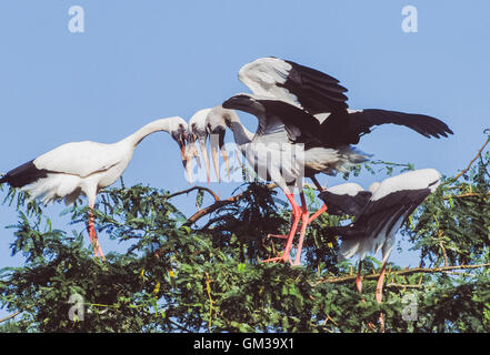 Asiatischer Openbill Storch, (Anastomus Oscitans), Balz in Verschachtelung Kolonie, Keoladeo National Park, Bharatpur, Indien Stockfoto