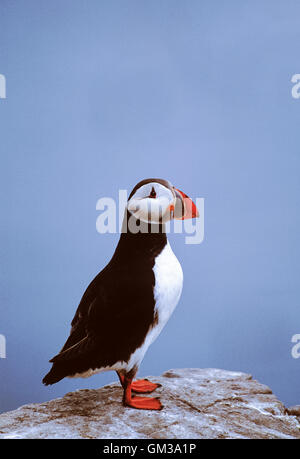 Puffin, Fratercula Arctica, Farne Islands, Northumbria, British Isles Stockfoto