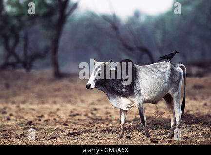 Brahman Kuh, eine inländische Kuh (Bos Indicus), während der Dürre mit Haus-Krähe auf dem Rücken, Gujarat, Indien Stockfoto