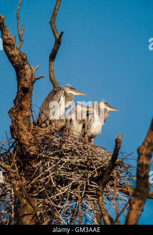 Graue Reiher (Ardea Cinerea) Küken im Nest, Regents Park, London, Vereinigtes Königreich Stockfoto