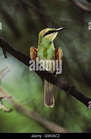 Grün Bienenfresser Merops Orientalis Beludschicus, (auch bekannt als kleine grüne Bienenfresser) Stockfoto