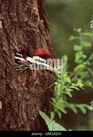 Schwarz-Rumped Flameback (Specht), Dinopium Benghalense, zwei Jugendliche warten auf Eltern mit Essen, Bharatpur, Indien zurückkehren Stockfoto