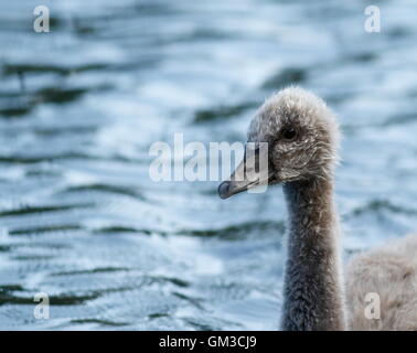 Schwarzer Schwan Gosling am Western Springs Pond, Auckland, Neuseeland Stockfoto