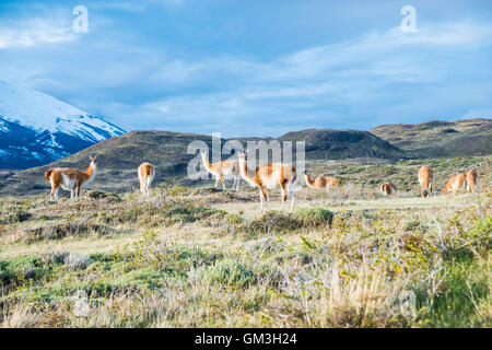 Guanako in Patagonien Berge Lama guanicoe Stockfoto