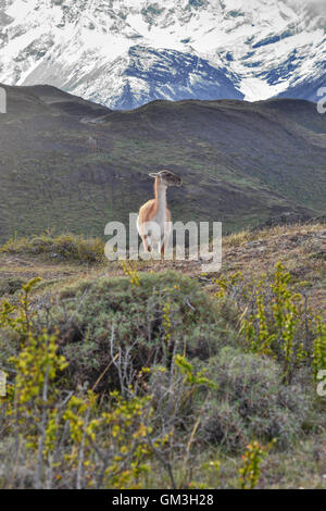 Guanako in Patagonien Berge Lama guanicoe Stockfoto