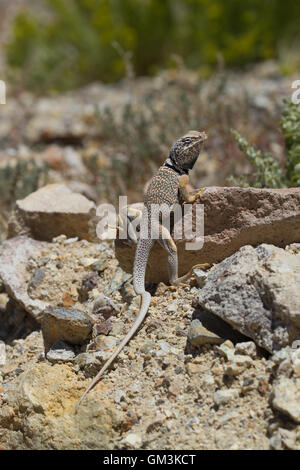 Collared Eidechse. Nevada. USA Stockfoto