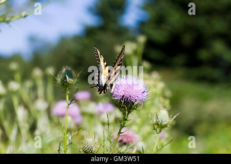 Tiger Schwalbenschwanz Schmetterling in Prärie auf lila Distel Stockfoto
