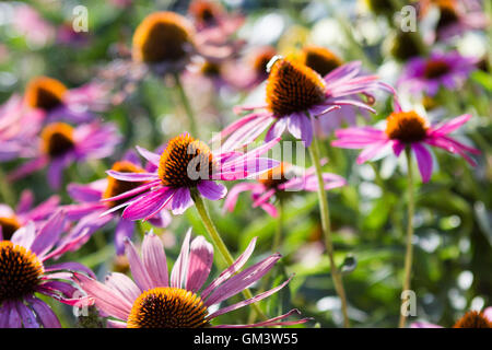Sonnenhut einheimischen Wildblumen in Prärie Stockfoto
