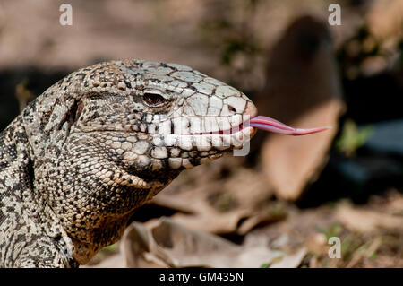 Argentinische schwarz-weiß Teju Eidechse (Salvator Merianae) flicking ihre Zunge in das Pantanal, Brasilien, Südamerika Stockfoto