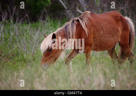 Wilde spanische Mustangs von Shackleford Banks North Carolina Stockfoto