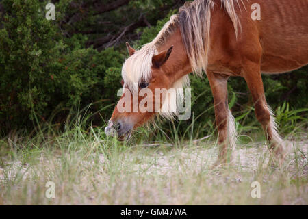 Wilde spanische Mustangs von Shackleford Banks North Carolina Stockfoto