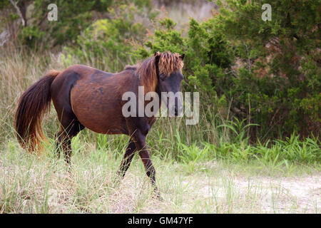 Wilde spanische Mustangs von Shackleford Banks North Carolina Stockfoto