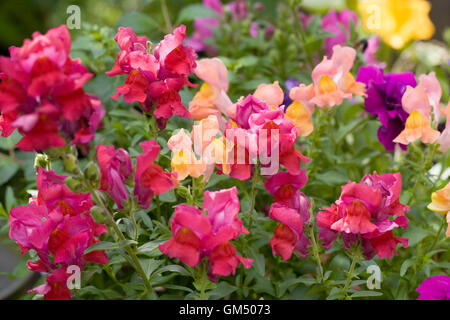 Antirrhinum Majus. Löwenmäulchen wachsen in der Grenze. Stockfoto