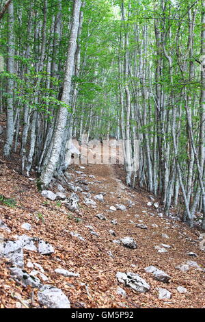 Waldweg durch Dichte vegetation Stockfoto