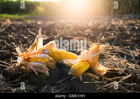 Maiskolben im Bereich hautnah Stockfoto