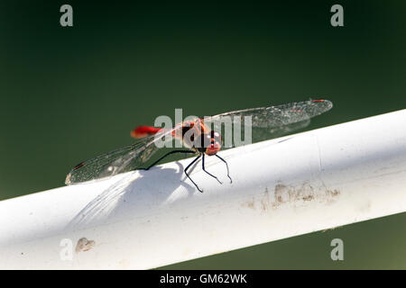Belgrad, Serbien - Scarlet Libelle (Crocothemis Saccharopolyspora) thront auf einem Angeln Boot Zaun Stockfoto