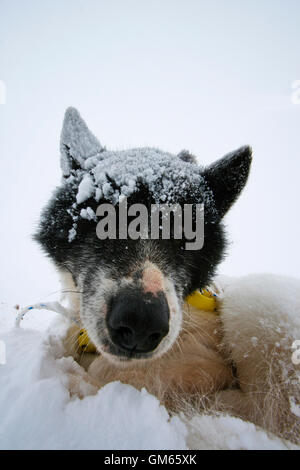 Schlittenhunde. Kulusuk. Grönland Stockfoto