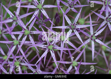 Blütenkopf Röschen auf einen Stern von Persien, Allium Christophii, mit Regen Wassertropfen nach einem Sommerregen Stockfoto