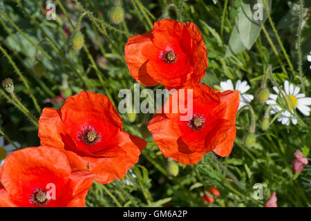 Blume von einem roten Klatschmohn, Papaver Rhoeas, zart mit Kamillenblüten, Berkshire, Juni Stockfoto