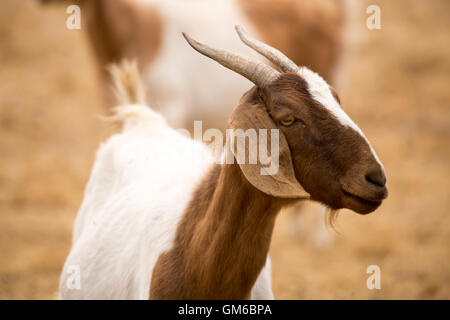 Hausziege - Capra Aegagrus hircus Stockfoto