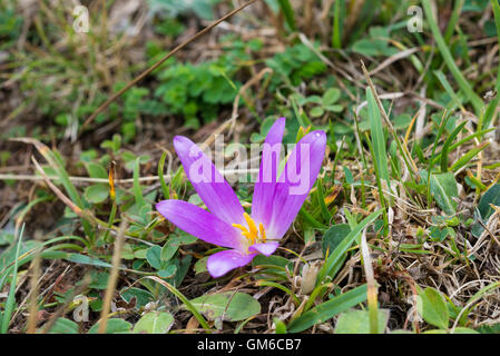 Blume des Merendera Montana im Naturpark Somiedo, Fürstentum Asturien, Spanien Stockfoto