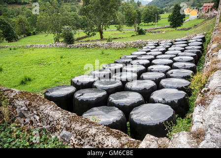 Ballen von Silage in einem Feld in Naturpark Somiedo, Fürstentum Asturien, Spanien Stockfoto