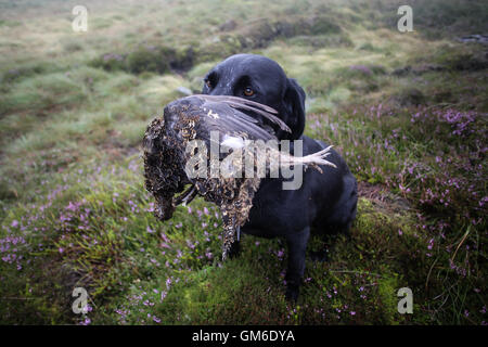 Ein Hund hält einen Auerhahn in den Mund während eines Shootings in hoch auf Yorkshire Moors in Swinithwaite, North Yorkshire. Gestern war Stockfoto