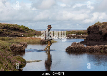 Ein Mann geht mit seiner Schrotflinte während einer Moorhuhn schießen in hoch auf der Yorkshire Moors in swinithwaite, North Yorkshire. Stockfoto