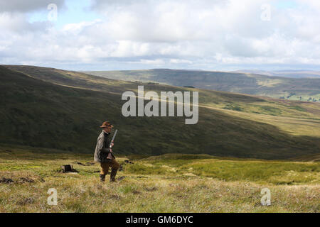 Ein Mann geht mit seiner Schrotflinte während einer Moorhuhn schießen in hoch auf der Yorkshire Moors in swinithwaite, North Yorkshire. Stockfoto