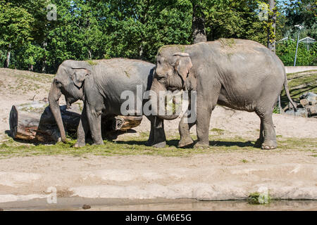 Zwei asiatische Elefanten / asiatischen Elefanten (Elephas Maximus) Essen Rasen während der Fütterungszeiten in Planckendael Zoo, Belgien Stockfoto