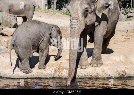 Asiatischer Elefant / asiatischen Elefanten (Elephas Maximus) Weibchen mit jungen Trinkwasser in Planckendael Zoo, Belgien Stockfoto