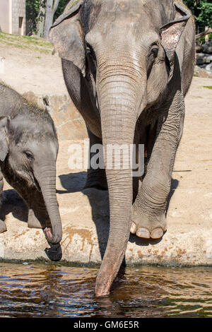 Asiatische Elefanten / asiatische Elefanten (Elephas Maximus) mit jungen weiblichen Trinkwasser in Planckendael Zoo, Belgien Stockfoto