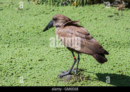 Beringter Hammerhai Storch / Hamerkop / Schreiseeadler (Scopus Umbretta) im Sumpf Stockfoto