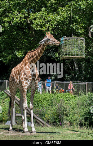 Besucher vorbei an Giraffen Essen Rasen während der Fütterungszeiten im Planckendael Zoo, Belgien Stockfoto