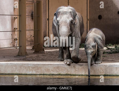 Asiatischer Elefant (Elephas Maximus) Weibchen mit jungen Trinkwasser in Innenanlage in Planckendael Zoo, Belgien Stockfoto