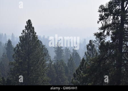 Bäume im Rauch. Stockfoto