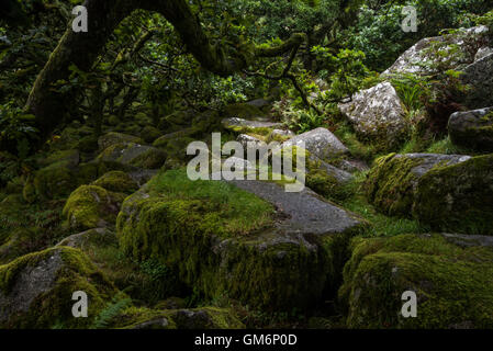 Moos bedeckten Granitfelsen, Wistmans Holz, zwei Brücken, Dartmoor Nationalpark, Devon Stockfoto