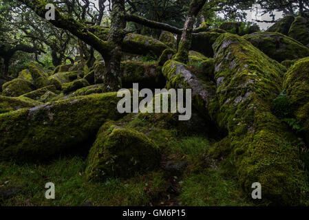 Moos bedeckten Granitfelsen, Wistmans Holz, zwei Brücken, Dartmoor Nationalpark, Devon Stockfoto