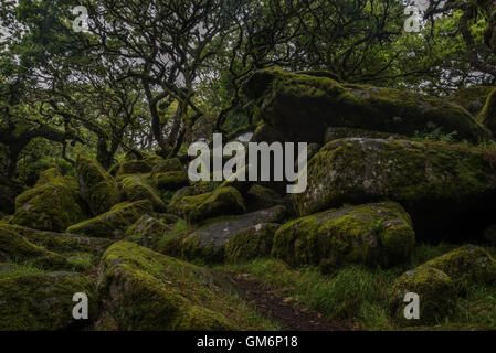 Moos bedeckten Granitfelsen, Wistmans Holz, zwei Brücken, Dartmoor Nationalpark, Devon Stockfoto