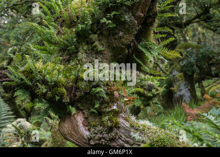 Aus abgestorbenen Baum wachsen Farne, Holz Wistmans, zwei Brücken, Dartmoor Nationalpark, Devon Stockfoto